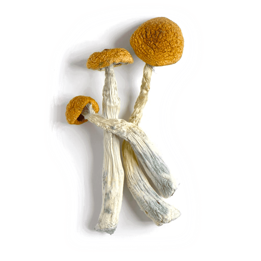 Psilocybin magic mushrooms