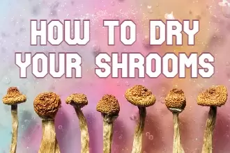 A Complete Guide to Drying Psilocybin Magic Mushrooms